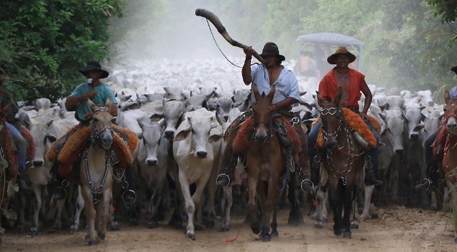 Segundo a ABPO, 22 produtores rurais do Pantanal produzem carne orgânica e abatem cerca de mil cabeças/mês.

