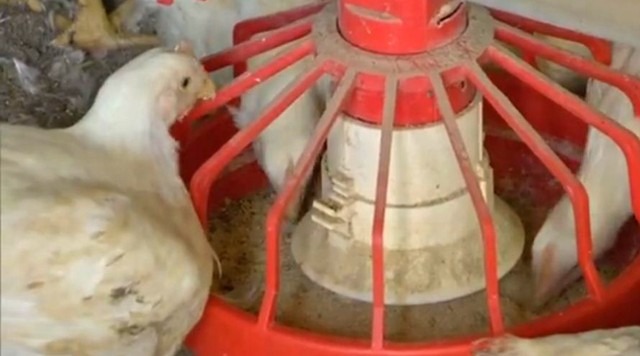 JBS investe R$ 40 milhões na implantação de indústria de ingredientes para ração animal em MS Fábrica da JBS em Campo Grande (MS) vai produzir insumos para rações de aves e de suínos (Foto: Reprodução/TV Morena)