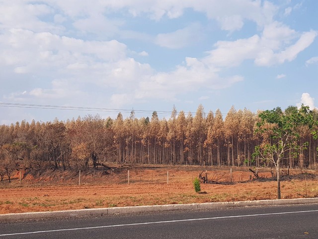 Queimadas preocupam gigantes da celulose em Três Lagoas, que investem pesado em tecnologia Em setembro, um incêndio destruiu mais de 200 hectares de plantação de eucaliptos em várias propriedades rurais de Ribas do Rio Pardo (Foto: Ricardo Ojeda)
