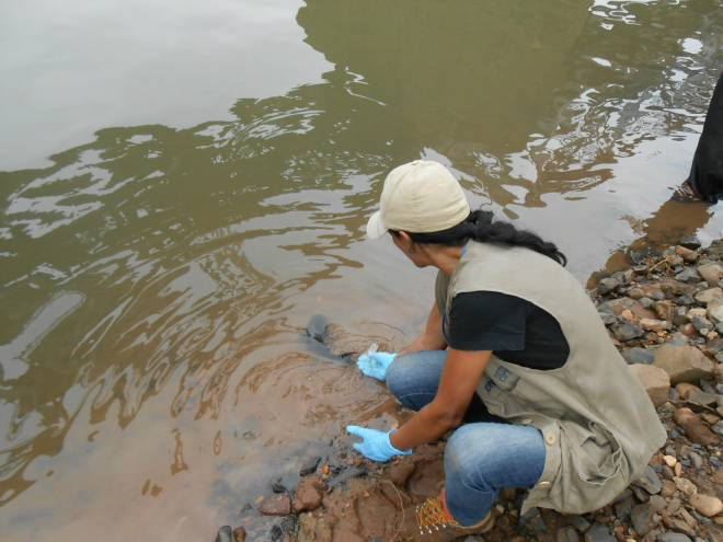 Bióloga devolve peixe para o Rio Paraná após coleta (Foto: Assessoria de Comunicação)