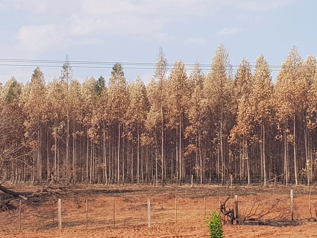 O fogo se alastrou por várias áreas rurais de Ribas do Rio Pardo, causando prejuízos milionários aos proprietários rurais (Foto: Ricardo Ojeda)