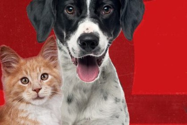 Tem mais vacinação de cães e gatos neste sábado (24) Foto: Assessoria