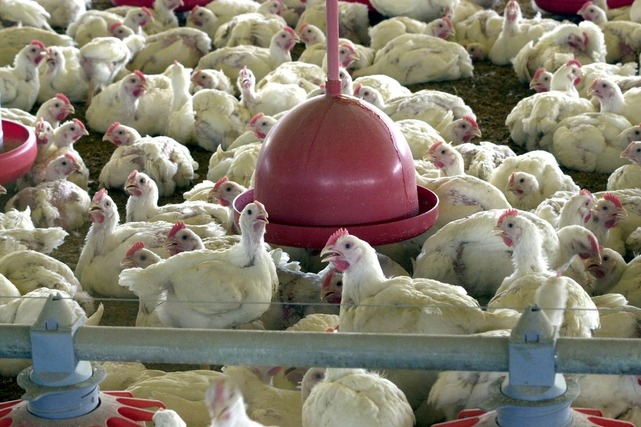 México habilita 26 empresas brasileiras para compra de carne de frango Arquivo/Agência Brasil