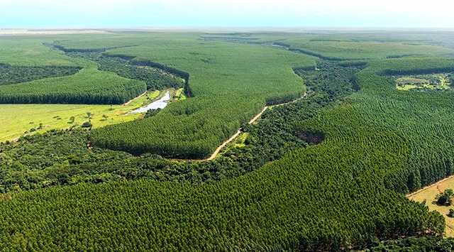 Queimadas preocupam gigantes da celulose em Três Lagoas, que investem pesado em tecnologia O ativo florestal da Fibria e Eldorado Brasil somam mais de 612 mil hectares (Foto: Divulgação)