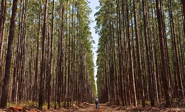 Queimadas preocupam gigantes da celulose em Três Lagoas, que investem pesado em tecnologia O problema de incêndio é uma preocupação constante para os silvicultores, bem como para as fábricas de celulose (Foto: Divulgação)