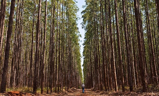 O problema de incêndio é uma preocupação constante para os silvicultores, bem como para as fábricas de celulose (Foto: Divulgação)