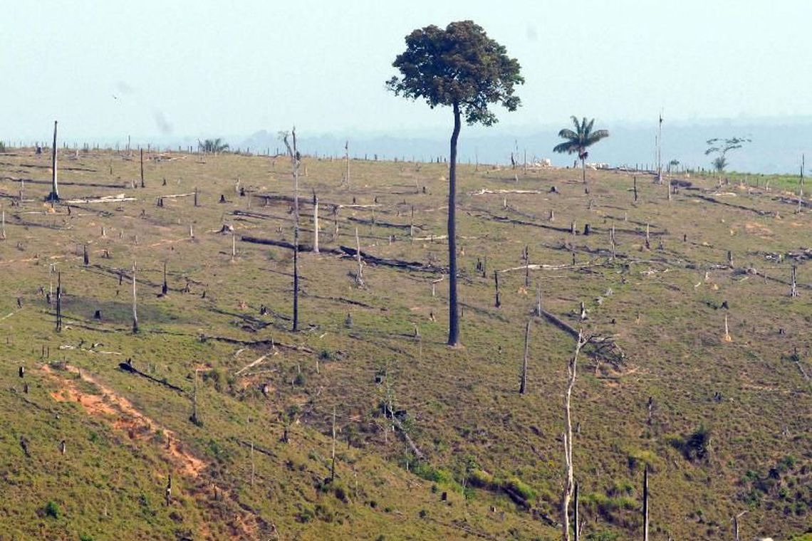 Desmatamento na Amazônia aumenta 13,7% em um ano Foto: Arquivo