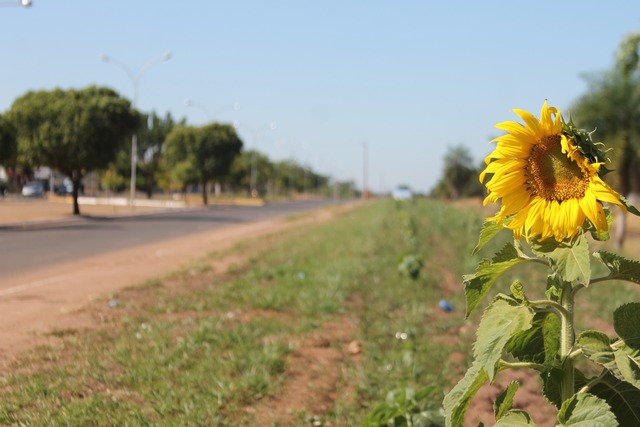 Girassóis estão espalhadas por grande parte da extensão da avenida (Foto: Guta Rufino)