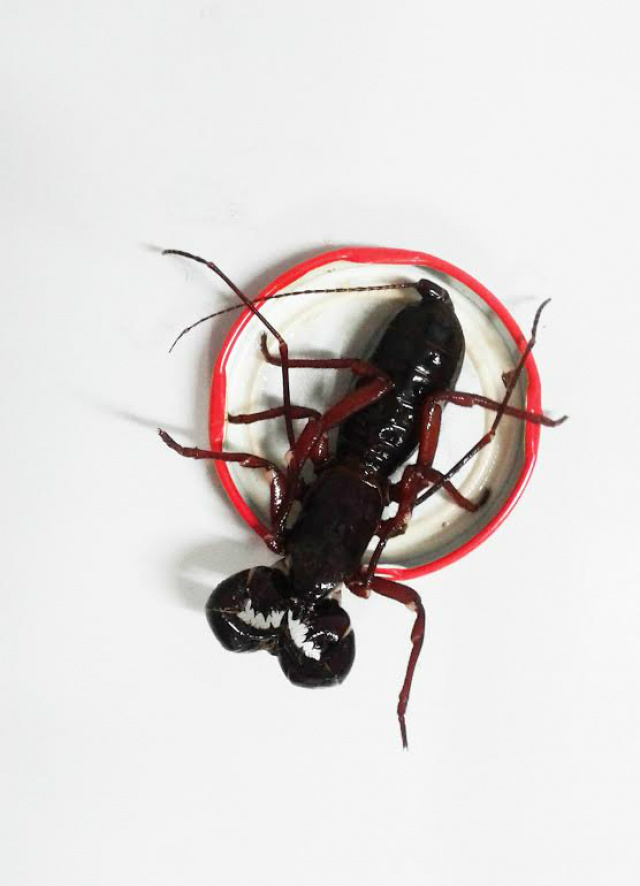 Este escorpião pode auxiliar no controle dos próprios escorpiões venenosos, filhotes de ratos, lacraia e outros insetos pequenos, escorpião do bem. (Foto:Assessoria)