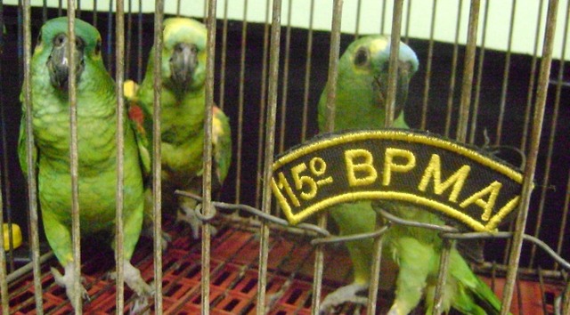 Captura de animais em áreas urbanas teve aumento de 25% no ano passado No ano passado, foram 21 pessoas autuadas por manter animais silvestres em cativeiro, número semelhante ao ano de 2016. (Foto: Divulgação)