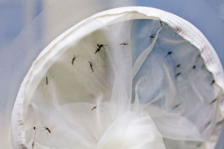 Começa hoje Semana Nacional de Combate ao Aedes aegypti O mosquito Aedes aegypti - ONU/Aiea/Dean Calma
