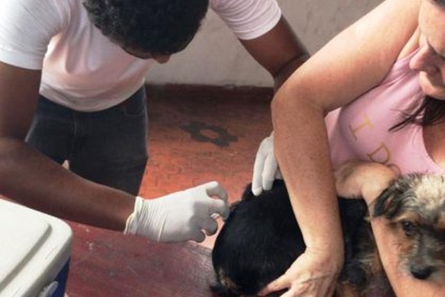 Equipe do CCZ vacinou 34 cães e cinco gatos contra a raiva no sábado Foto: Assessoria