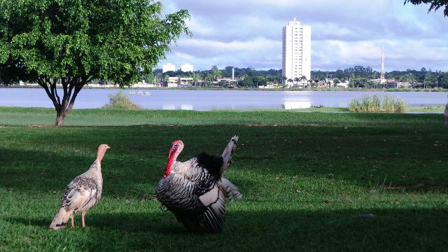 Casal de peru já virou atração na orla da Lagoa Maior. (Foto:Ricardo Ojeda/Perfil News)