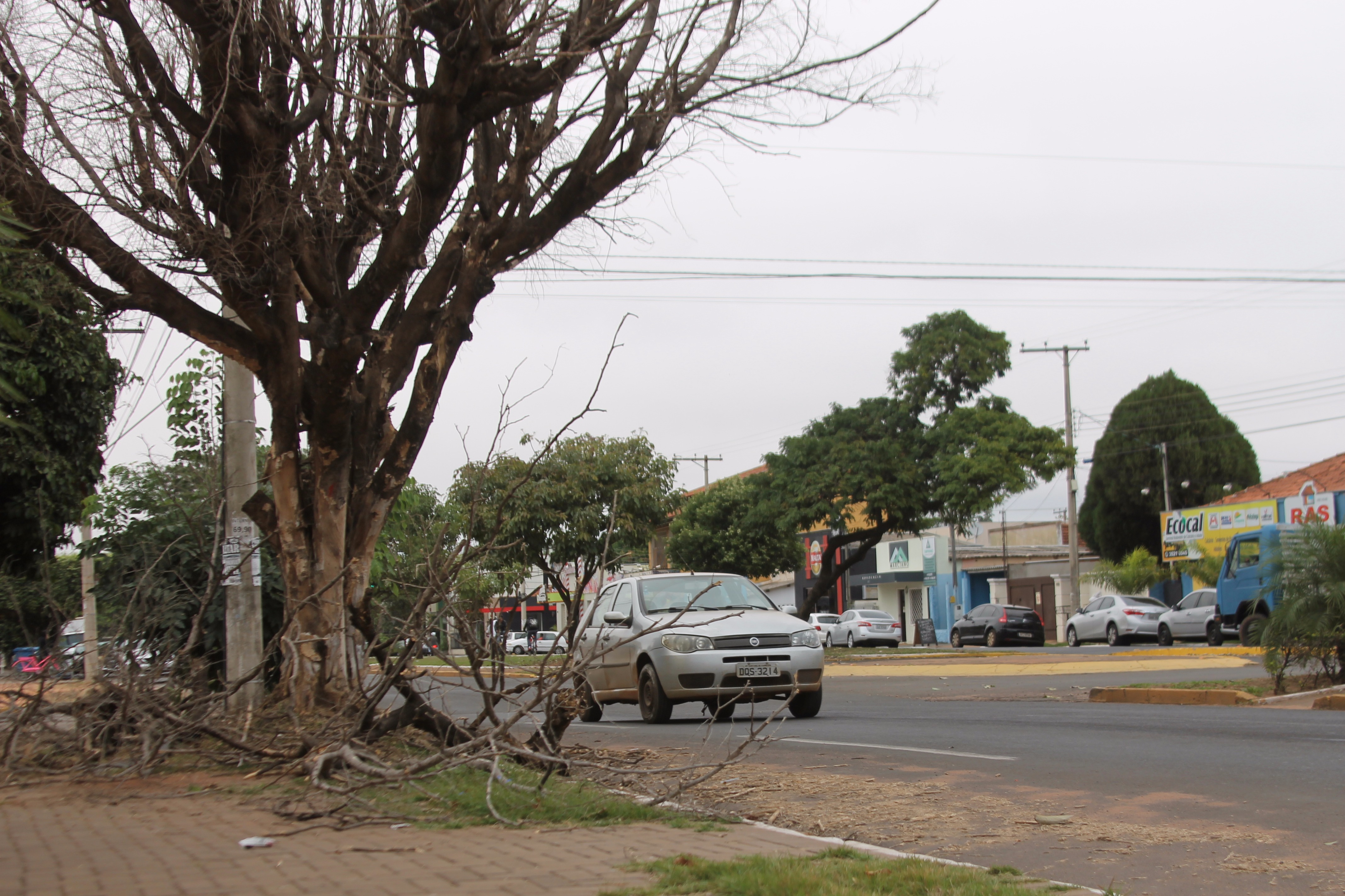 Árvore velha em avenida de Três Lagoas assusta moradores Galhos estão podres e caíram na calçada e sarjeta. (Foto: Lucas Gustavo/ Perfil News).