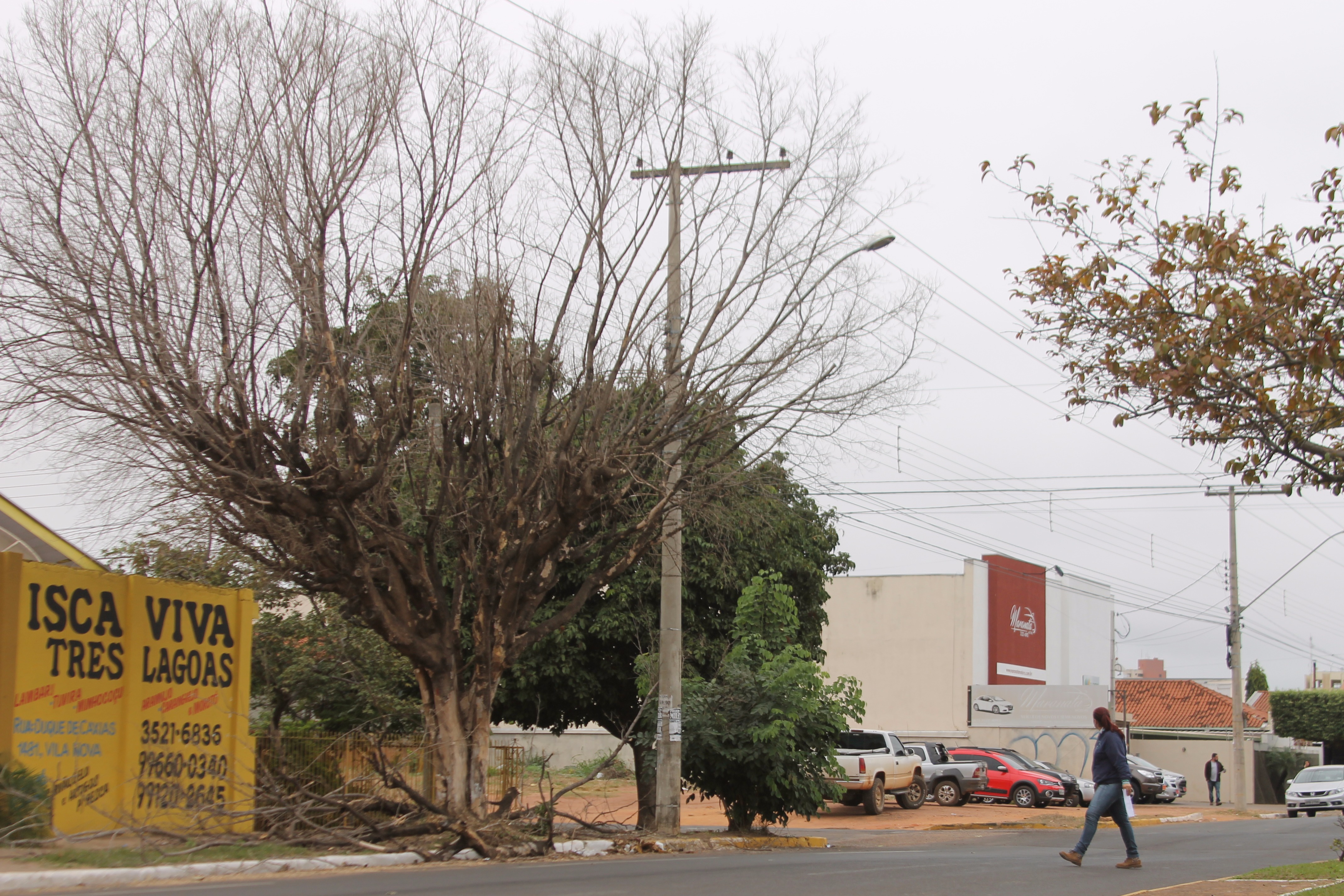 Árvore fica na Avenida Filinto Muller. (Foto: Lucas Gustavo/ Perfil News). 