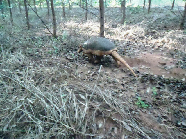 Tatu listado no Livro Vermelho do Ibama  é fotografado em floresta plantada da Eldorado Brasil, em Inocência (MS) (Foto: José Antônio da Silva)