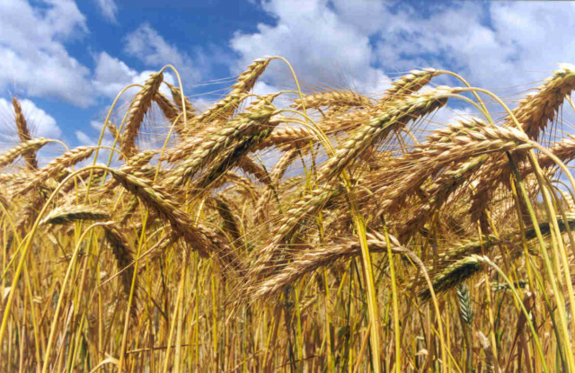 O maior destaque deste levantamento foi a cultura do trigo, em termos percentuais, que apresentou um incremento de 21,5% (Foto: Google Imagens)