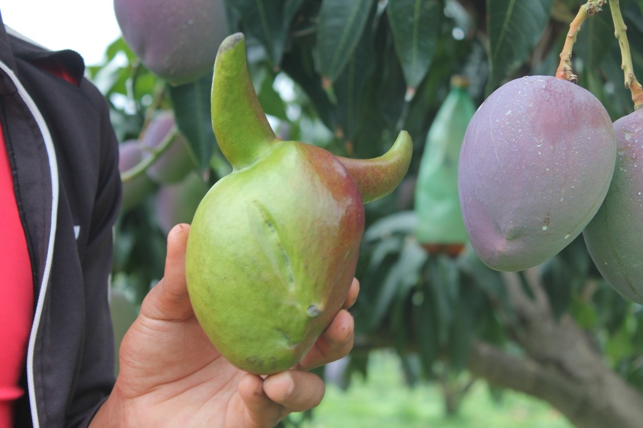 A manga encontrada na zona rural de Petrolina é bem diferente das outras (Foto: Emerson Rocha)