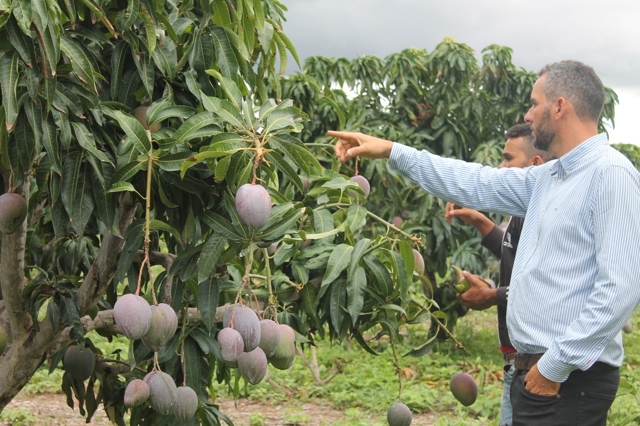 Manga nasce com formato estranho e intriga moradores Engenheiro agronomo analisa a árvore onde a manga apareceu (Foto: Emerson Rocha)