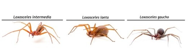 Pomada contra efeitos da picada da aranha-marrom é testada em humanos Brasil tem mais de 7 mil casos por ano de envenenamento por picada de aranha-marrom; também há relatos de ocorrência na Espanha, Portugal e Itália (foto: Rafael Marques Porto)