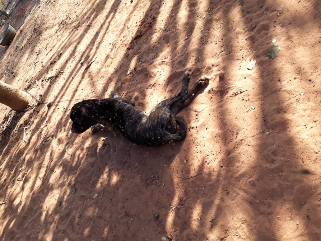 Um dos animais atacados pelas abelhas. (Fotos: Divulgação/Corpo de Bombeiros). 