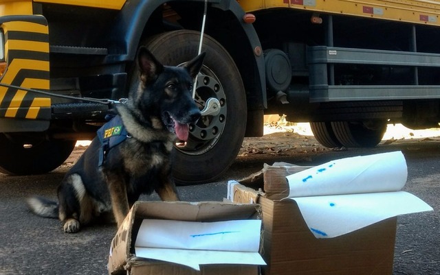 Cães flagram encomendas dos Correios impregnadas com cocaína Cães flagram encomendas dos Correios impregnadas com cocaína