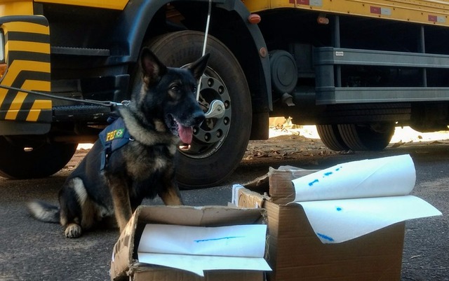 Cães flagram encomendas dos Correios impregnadas com cocaína