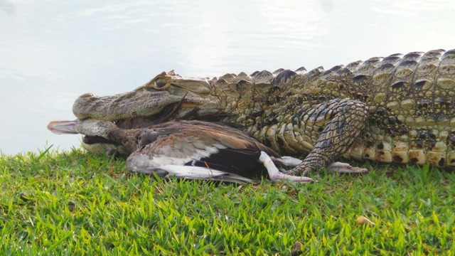 Jacarés serão retirados da Lagoa Maior na terça-feira Secretaria vai realizar o controle dos animais para evitar acidentes futuros, afirma Celso Yamagutti (Foto: Ricardo Ojeda/Perfil News)