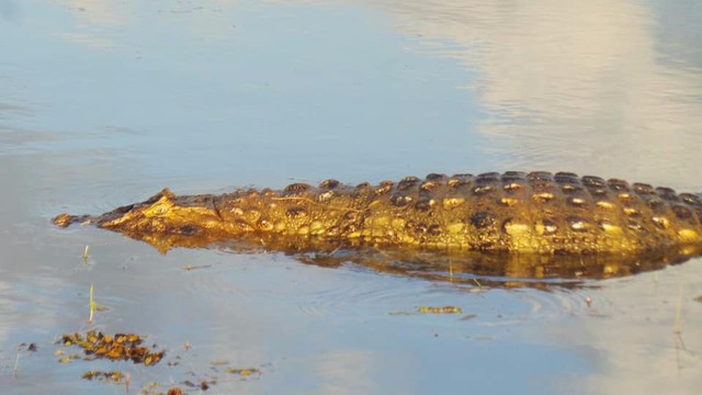 Jacarés serão retirados da Lagoa Maior na terça-feira Jacaré na Lagoa Maior (Foto: Ricardo Ojeda)