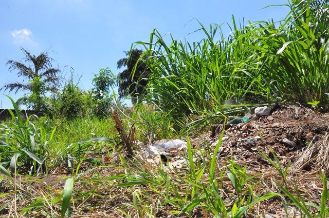 Em 2017, Prefeitura de Três Lagoas já notificou quase 2.600 proprietários de terrenos sujos 2.600 proprietários de terrenos já foram notificados (Foto/Assessoria)