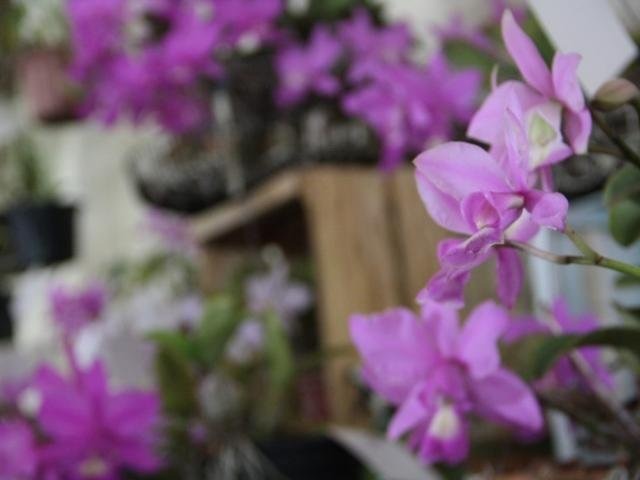 Projeto legislativo torna a orquídea lilás a "flor símbolo" de MS Orquídea lilás pode se tornar flor símbolo de MS (Foto: Arquivo)