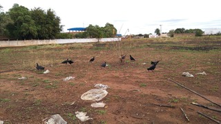 Lixo descartado próximo ao Aeroporto de Três Lagoas atrai urubus e coloca voos em risco Urubus na área do Aeroporto. Foto: Divulgação Prefeitura