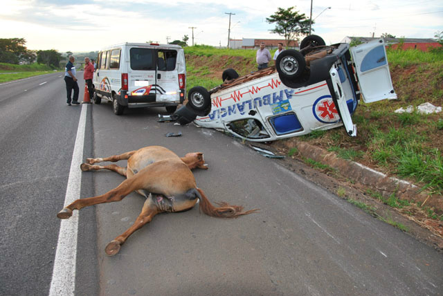 Uma ambulância furgão com placas de Cassilândia-MS acabou colidindo de frente com dois cavalos que passeavam pela pista sul da rodovia Euclides da Cunha no município de Fernandópolis (Foto: Região Norte)