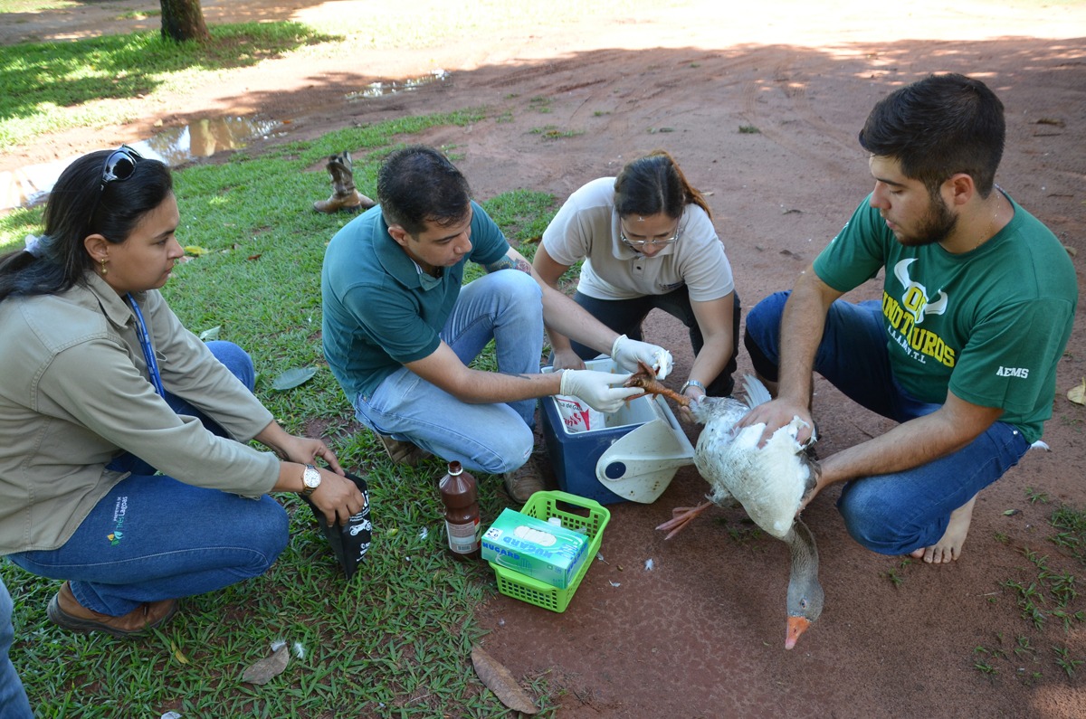 SEMEA e CCZ atendem gansos machucados da Lagoa Maior (Fotos: Diretoria de Comunicação da Prefeitura de Três Lagoas).