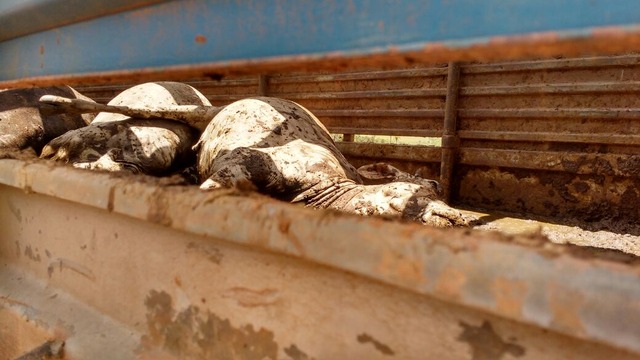 Morador da região de Três Lagoas é preso por crime de abigeato Alguns animais já estavam mortos. (Foto: Divulgação)