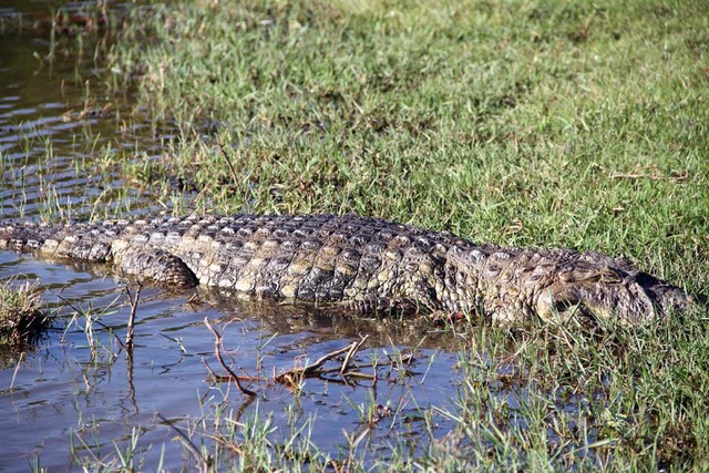 Prefeitura confirma retirada de quatro dos 15 jacarés da Lagoa Maior O Imasul emitiu uma autorização ambiental para que a Prefeitura consiga fazer a retirada dos animais com ajuda da Embrapa Pantanal (Foto/Assessoria)