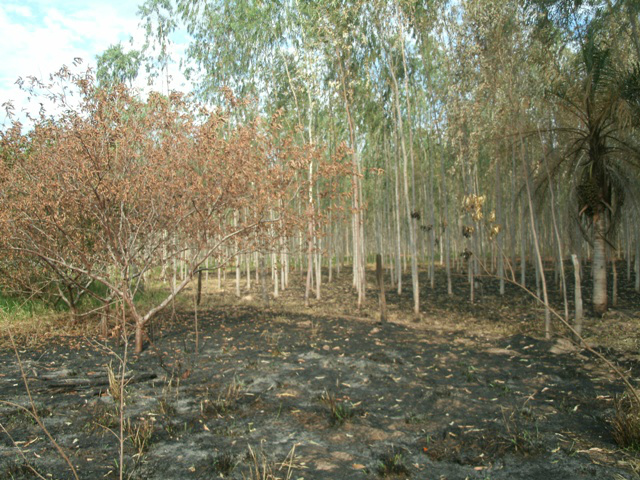 A PMA foi ao local hoje e verificou a veracidade da denúncia e que houve a queima de 1 hectare de área de pastagem (Foto: Divulgação/PMA MS)