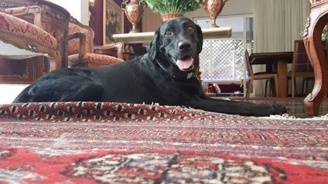 Três dias após ser arrastada durante a chuva, cadela é encontrada no Rio Labradora Gaia foi encontrada depois de três dias. Foto: Reprodução Facebook