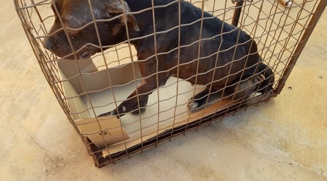 Cachorro foi resgatado e está sob os cuidados do CCZ (Foto: PMA/Divulgação)