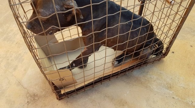 Mulher é multada em R$ 3 mil por mudar de endereço e abandonar cachorro Cachorro foi resgatado e está sob os cuidados do CCZ (Foto: PMA/Divulgação)