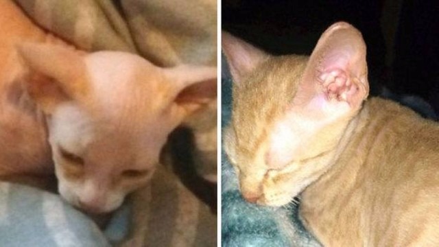 Mulher compra gato de raça careca por R$ 2,4 mil e descobre que era um vira-lata depilado Vlad era um gato vira-lata depilado Foto: Reprodução / Facebook
