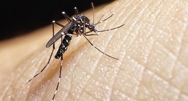 Três Lagoas reduz infestação do Aedes aegypti para 0,4%, mas ainda é segundo lugar número de casos de dengue no Estado Causador de doenças graves como dengue, zika vírus e chikungunya, o Aedes aegypti é capaz de infectar até 300 pessoas em apenas 45 dias. Foto: Thinkstock