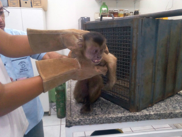 O macaco-prego foi encontrado com vários ferimentos e dificuldades de locomoção e foi removido ao quartel da Polícia Militar Ambiental (Foto: Assessoria)