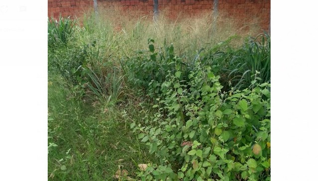 Prefeitura já notificou mais de dois mil terrenos baldios neste ano Leitores denunciam ao Perfil News lotes com sujeira e mato alto. Na imagem, terreno na rua José Amin, no Jardim Cangalha, em foto enviada por uma leitora.