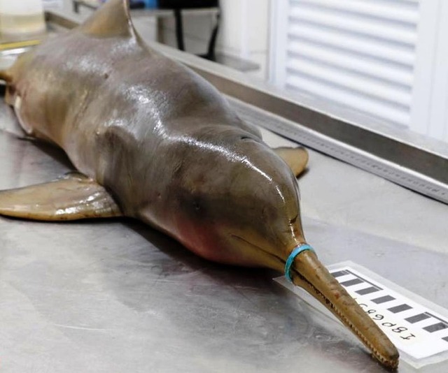Lacre plástico faz golfinho em extinção morrer de fome na costa de SP Toninha foi encontrada com lacre que a impedia de se alimentar — Foto: Kaio Nunes/Instituto Biopesca