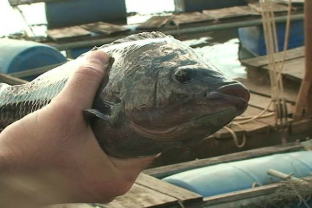 Feira de Pescados é realizada nesta quinta-feira Espécies do Rio Paraná e Sucuriú serão comercializados inteiros ou em filés durante a feira (Foto: Arquivo/ Perfil News)