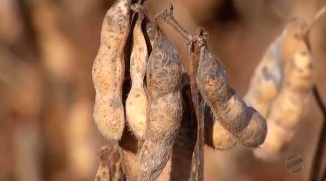 MS já colheu mais da metade da área de soja desta safra, que deve atingir os 8,736 milhões de toneladas (Foto: Reprodução/TV Morena)