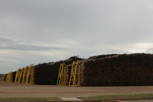 Pátio de madeira tem capacidade de armazenar o equivalente a dez dias de produção da fábrica (Foto: Ricardo Ojeda)