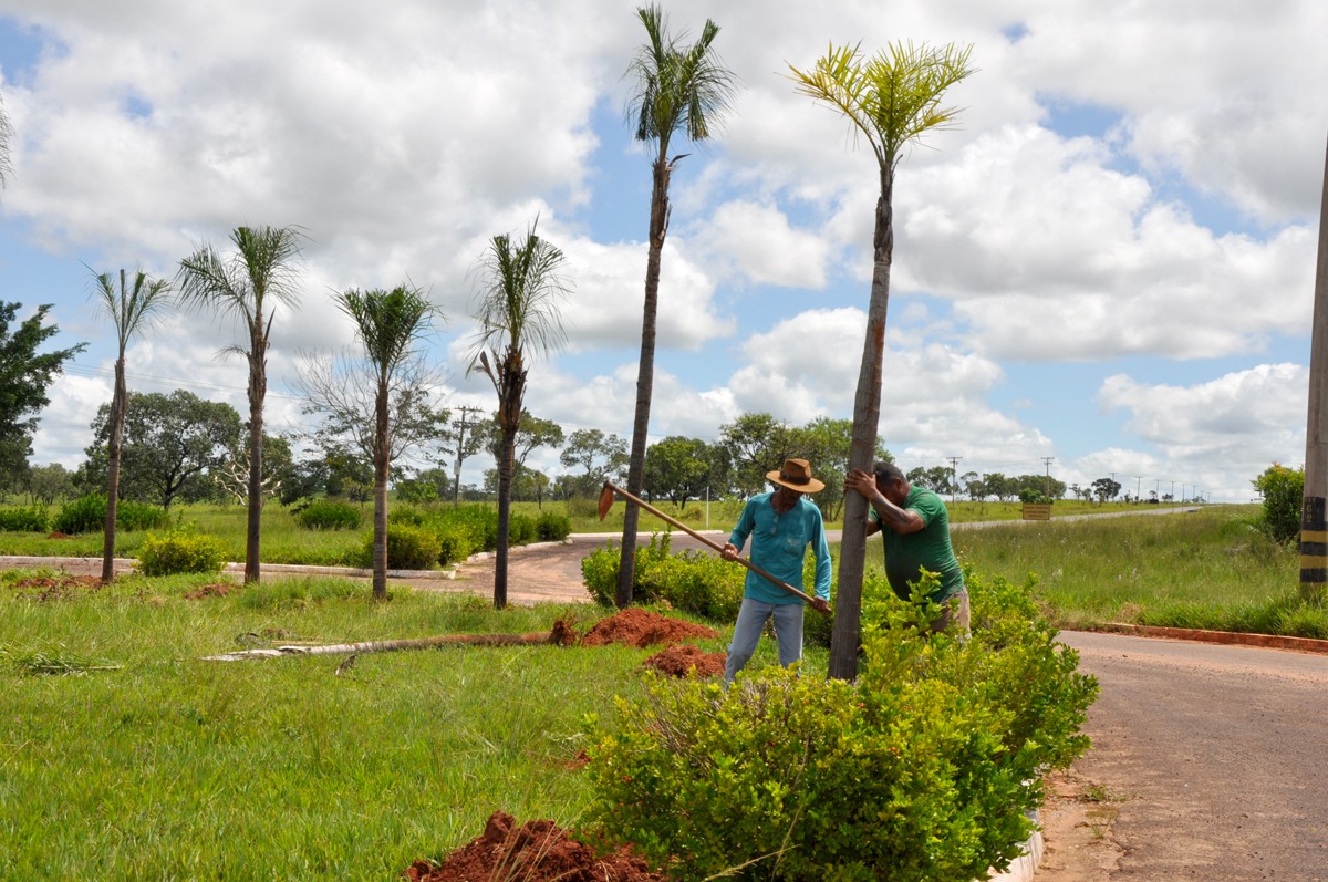 Palmeiras-gueroba são replantadas no Distrito de Arapuá (Foto: Assessoria)