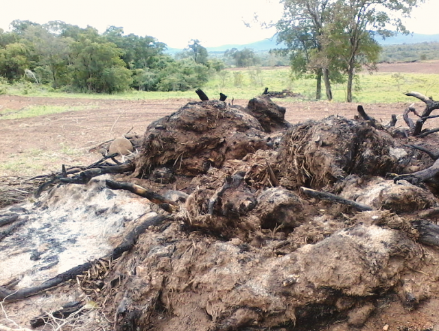 Ele havia colocado fogo em 120 leiras, de um desmatamento legalizado em sua propriedade, sem autorização ambiental (Foto: Divulgação/Assecom)